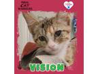 Adopt Vision a Domestic Short Hair