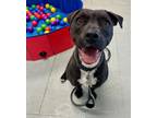 Adopt Daisy a Mastiff, Black Labrador Retriever