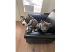 Adopt Lily and Diamond a Pit Bull Terrier