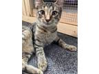 Adopt Monica a American Shorthair