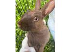 Adopt Ryeah a American Sable, Belgian Hare