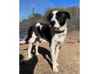 Adopt Lady a Cattle Dog, Mixed Breed