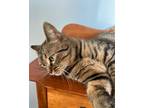 Adopt Isla a Tabby, Domestic Short Hair