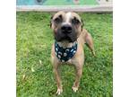 Adopt Simba a Pit Bull Terrier