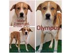 Adopt Olympus a Mixed Breed