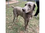 Adopt Freddie a Weimaraner