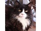 Adopt Duncan a Domestic Long Hair