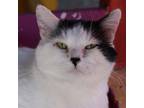 Adopt Arroyo a Domestic Short Hair