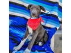 Adopt Lightning McQueen a Pit Bull Terrier