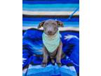 Adopt Tow Mater a Pit Bull Terrier