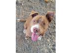 Adopt Orion a Pit Bull Terrier