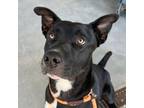 Adopt Shadow a Australian Kelpie, Basenji