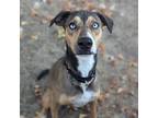 Adopt Kipi a Coonhound, Greyhound