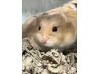 Adopt CHEDDAR a Hamster