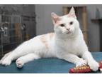 Adopt Santana a Domestic Short Hair