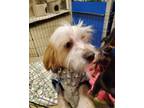 Adopt Flannel a Chinese Crested Dog, Cavalier King Charles Spaniel