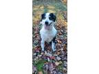 Adopt Ryder a Australian Shepherd