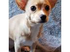 Chihuahua Puppy for sale in Loxley, AL, USA