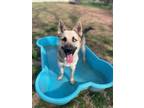 Adopt Troy Bolton a Shepherd, Siberian Husky