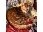 Adopt Neil Young a Domestic Short Hair
