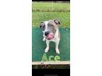 Adopt Ace a American Staffordshire Terrier
