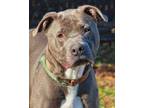 Adopt 23-456 Mitch a Pit Bull Terrier