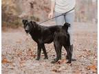 Adopt Oakley a Labrador Retriever