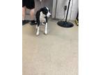 Adopt Jimmy Eat World a Border Collie, Mixed Breed