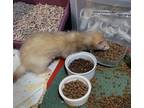 Adopt Parker a Ferret