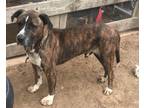 Adopt Jake a Mountain Cur