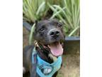 Adopt Squiggy a Pit Bull Terrier