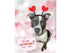 Adopt Raider a Pit Bull Terrier