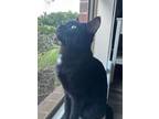 Adopt Robin a Domestic Short Hair