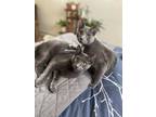 Adopt Dove and River..Bonded pair a Domestic Short Hair
