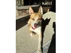 Adopt Kal El a Husky