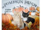 Adopt Pumpkin - Border Kitty a Domestic Short Hair