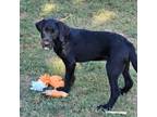 Adopt Dallas a Black Labrador Retriever, Airedale Terrier