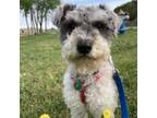 Adopt Rambler a Schnauzer