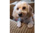 Adopt Benji a Lhasa Apso, Dachshund