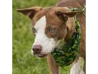 Adopt BLAZE a Catahoula Leopard Dog