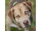 Adopt RUSSELL a Catahoula Leopard Dog
