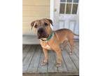 Adopt Apollo a Mastiff, Pit Bull Terrier