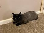 Adopt Courtesy Post: Coco a Domestic Long Hair