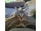 Adopt Magpie a Tabby