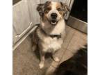 Adopt Waylon a Australian Shepherd