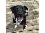 Adopt Mudbone a Labrador Retriever