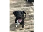 Adopt Mudbone a Labrador Retriever