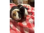 Adopt Bingo and Duvalin a Guinea Pig, Short-Haired