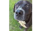 Adopt Samuel a Black Labrador Retriever