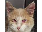 Adopt Patrick a Manx